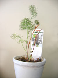 植物日記