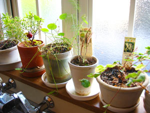 植物日記