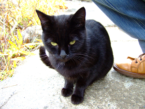 ねこ ねこ ねこ