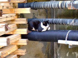 ねこ ねこ ねこ