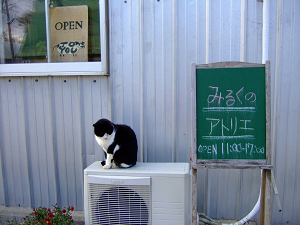 ねこ ねこ ねこ