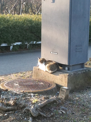 豊公園で散歩