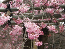 桜づくしスイーツ