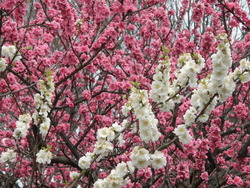 桜づくしスイーツ