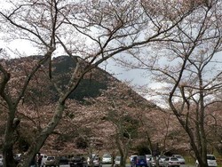 桜づくしスイーツ