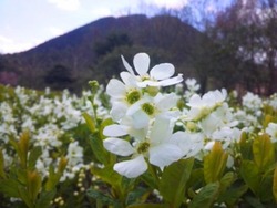 百花繚乱!
