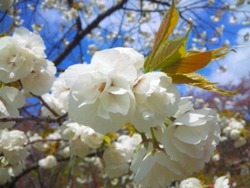百花繚乱!