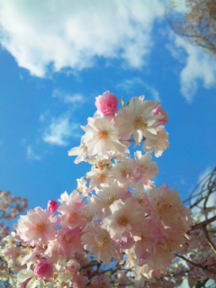 百花繚乱!