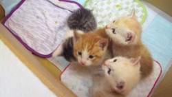 子猫だんご♪