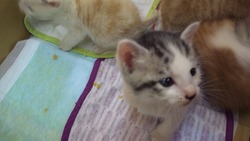 子猫だんご♪