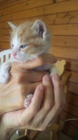 子猫だんご♪
