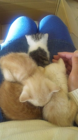 子猫だんご♪