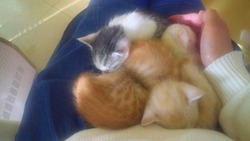 子猫だんご♪