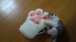 肉球に