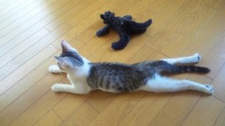 ペタリッ