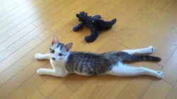 ペタリッ