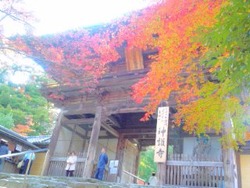 京都高雄で紅葉狩り♪