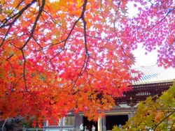 京都高雄で紅葉狩り♪