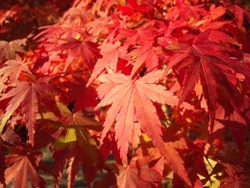京都高雄で紅葉狩り♪