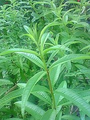 朝摘み新茶レモンの香り