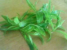 朝摘み新茶レモンの香り