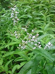 朝摘み新茶レモンの香り