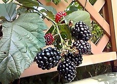 ブラックベリーが熟してきた