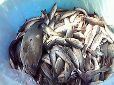 海老で焼き芋を釣る
