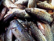 海老で焼き芋を釣る