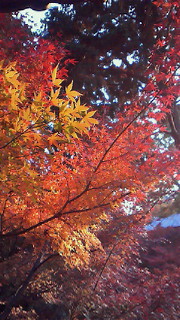 京都紅葉巡りその1〜メジャー!東福寺