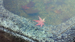京都紅葉巡りその1〜メジャー!東福寺