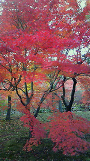 京都紅葉巡りその1〜メジャー!東福寺