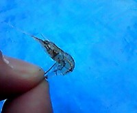 海老で焼き芋を釣る