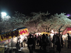 月夜に桜