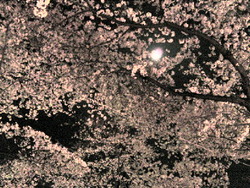 月夜に桜
