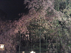 月夜に桜