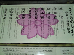 月夜に桜