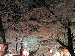 月夜に桜