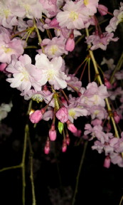月夜に桜