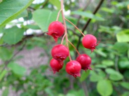 水無月の贈りもの