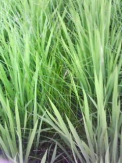 田んぼが荒れています