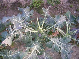 ブロコリーと白菜に鳥がきてむちゃくちゃ