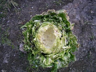 ブロコリーと白菜に鳥がきてむちゃくちゃ