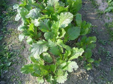 日野菜の栽培