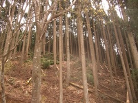 滋賀県産木馬?