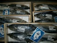鯖は2日寝て鯖寿司になる