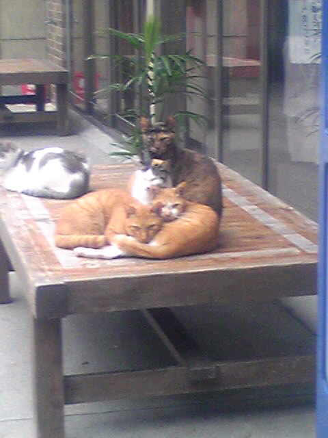 猫だるま