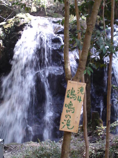 新緑の滝と桜