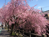 桜が満開、清水川