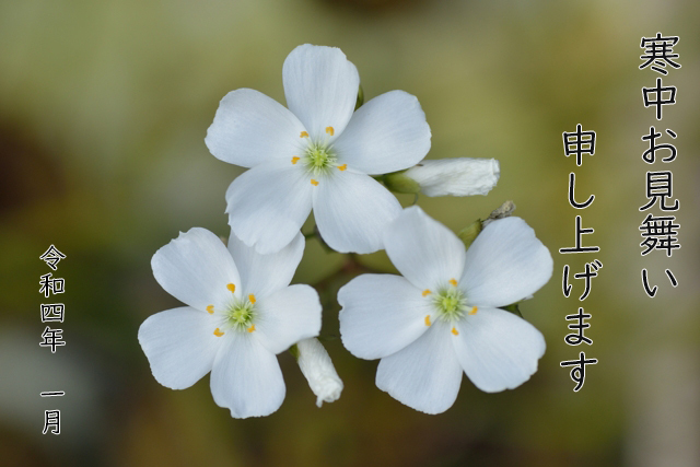 今年もよろしくお願いします 今年もよろしくお願いします